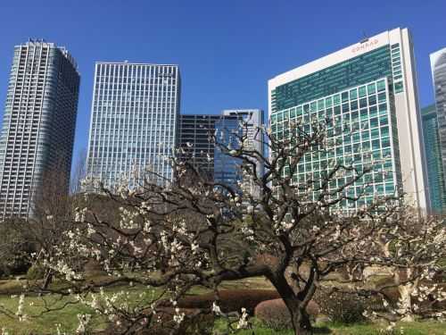 MARATONA DI TOKYO 2017 | 42K 2016